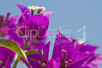 Bougainvillea