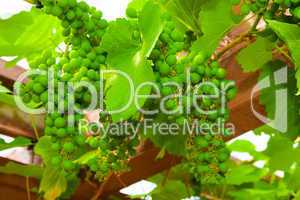 green unripe grape