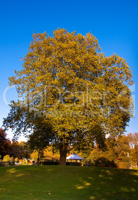 Baum im Herbstgewand