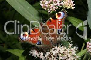 Tagpfauenauge (Inachis io) / European Peacock (Inachis io)