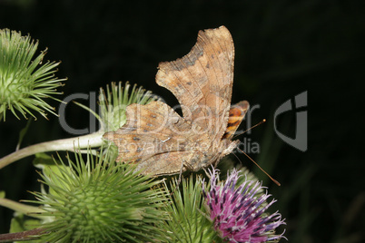 C-Falter (Polygonia c-album) / Comma (Polygonia c-album)