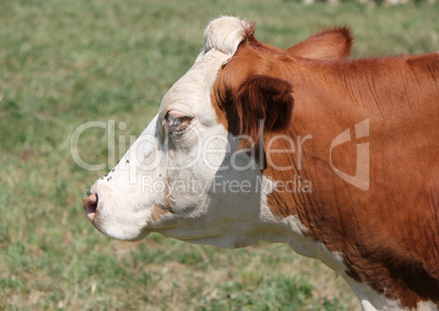 Side of the head of a cow