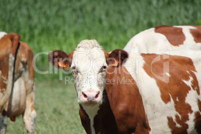 Cow looking at the photographer