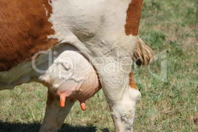 Udders of a cow