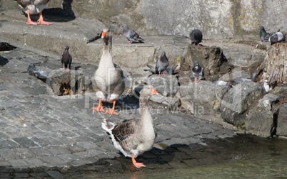 Savage gooses and pigeons