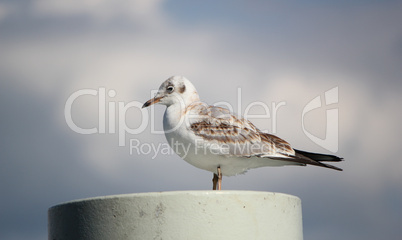 Seagull on a post