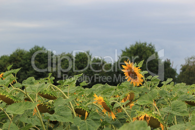 Sunflower upon others