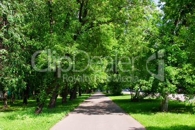 sidewalk in the trees