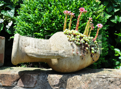 Hauswurz mit Blüten (Sempervivum)