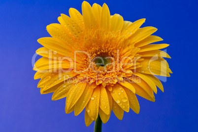 Gerbera