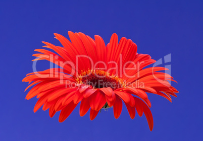 Gerbera