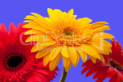 Gerbera