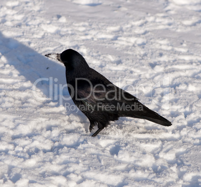 Black a crow on snow