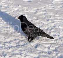 Black a crow on snow