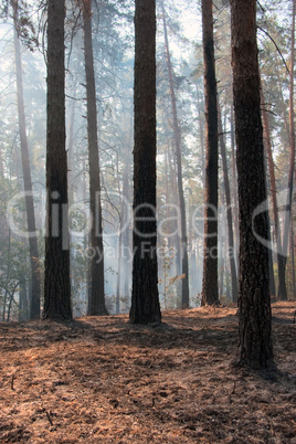 Forest fire