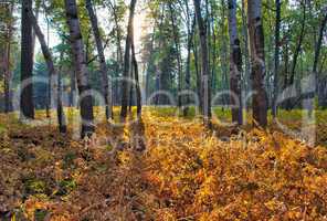 Autum forest