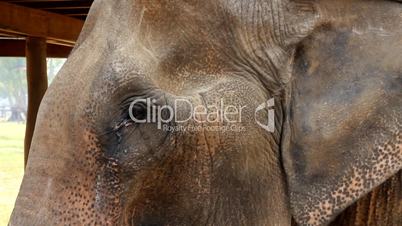 Elefant im Elephant Nature Park, Thailand (Auge und Rüssel nah, Schwenk)