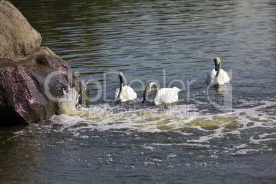 Swan in lake near stone