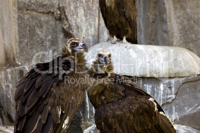 black vulture couple - rock background
