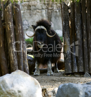 Musk ox stand in zoo