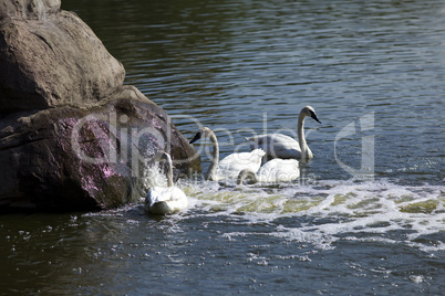 Swan play in water