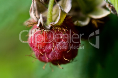 Waldhimbeere (Rubus idaeus)