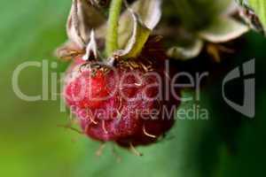 Waldhimbeere (Rubus idaeus)