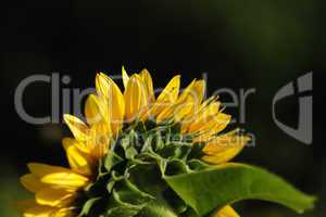 Helianthus annuus