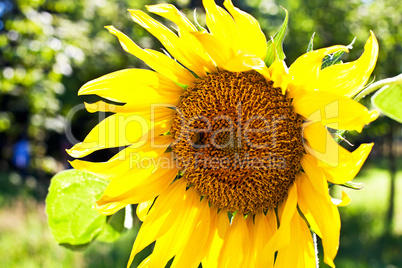 sunflower