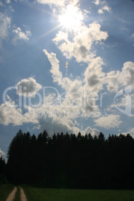Wald Wald