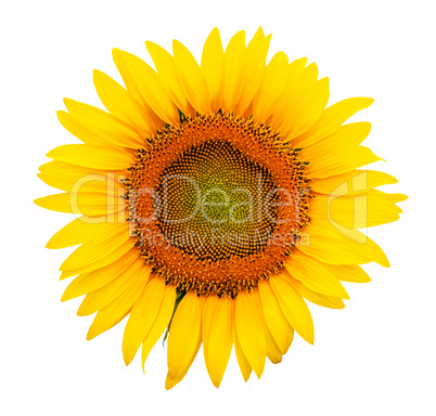 Sunflower isolated