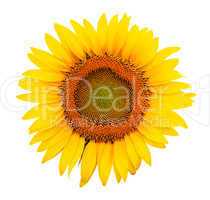 Sunflower isolated