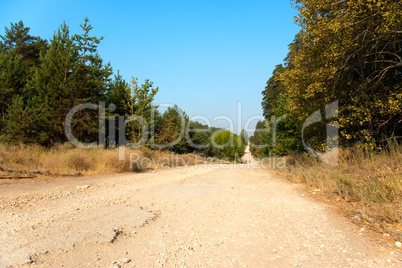 Long and wide forest road