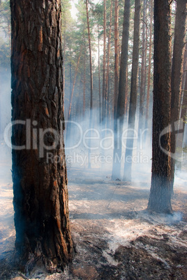 Forest fire