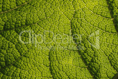 Gunnera manicata, Mammutblatt, Riesen-Rhabarber