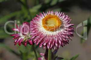 Helichrysum bracteatum, Garten-Strohblume