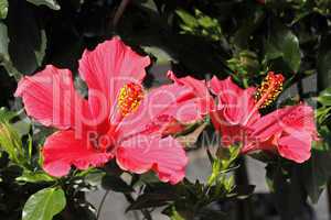 Hibiscus rosa-sinensis, Hibiskus
