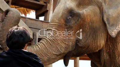 Elefant mit Mahut im Elephant Nature Park, Thailand