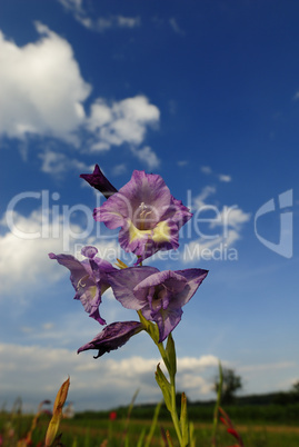 Gladiolus