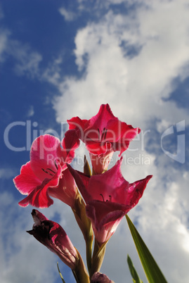 Gladiolus