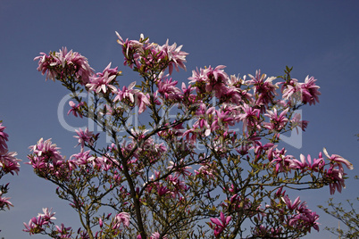 Magnolia-Hybride, Magnolie