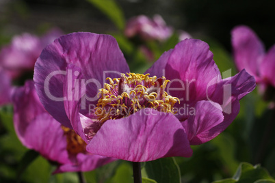 Paeonia mascula, Pfingstrose