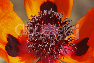 Papaver orientale 'Türkenlouis', Orientalischer Mohn, Türkischer Mohn