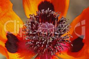 Papaver orientale 'Türkenlouis', Orientalischer Mohn, Türkischer Mohn