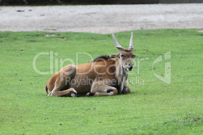 Elanantilope Nu