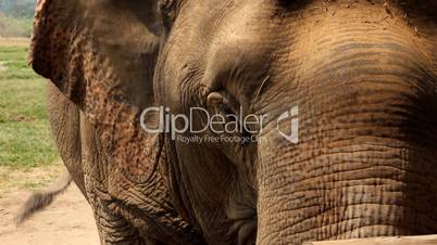 Elefant im Elephant Nature Park, Thailand