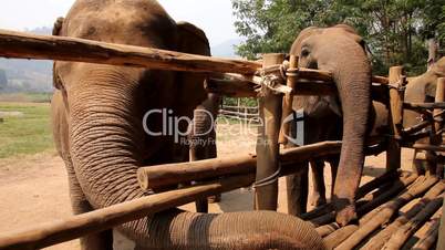 Elefanten an der Fütterungsstelle im Elephant Nature Park, Thailand