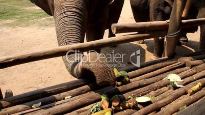 Elefanten beim Fressen im Elephant Nature Park, Thailand (Schwenk)