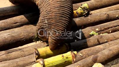 Elefanten beim Fressen im Elephant Nature Park, Thailand (Close: Rüssel tastet nach Bambus)