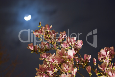 Magnolia Tree in the Night